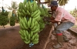 bananes.jpg