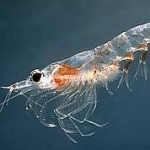 krill.jpg