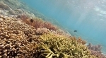 corail.jpg