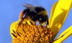 pesticides.jpg