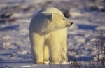 ours.jpg