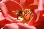 abeilles.jpg