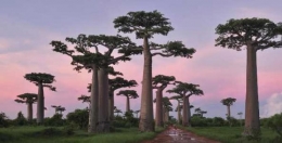 madagascar.jpg