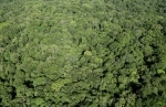 foret.jpg
