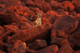 australie.jpg