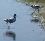 avocettes.jpg
