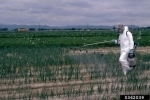 pesticides.jpg