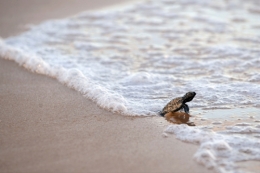 tortuga.jpg
