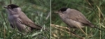 blackcaps.jpg