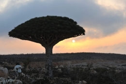 socotra.jpg