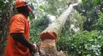 déforestation.jpg