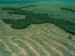 Deforestation.jpg