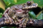 biodiversité.jpg