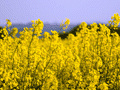 agrocarburant.gif