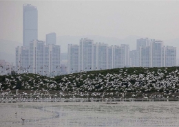 honk kong.jpg