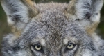 loup.jpg