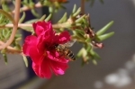abeilles.jpg