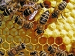 apiculture.jpg