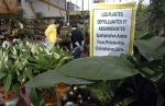 plantes.jpg