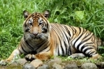 tiger.jpg