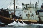 peche-baleines_492.jpg