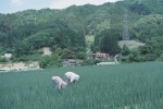 japon.jpg