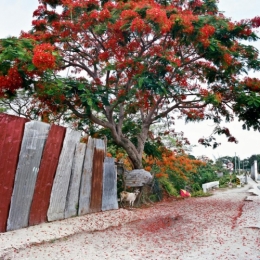 jamaique.jpg