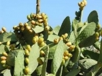 cactus.jpg