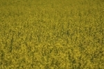 agrocarburant.jpg