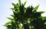 cannabis.jpg