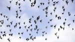 oiseaux.jpg