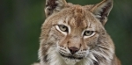 lynx.jpg