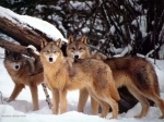 loups.jpg
