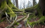 arbre.jpg