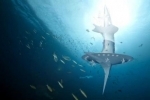 sea orbiter.jpg