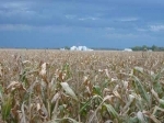 monsanto.jpg