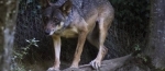 loup.jpg