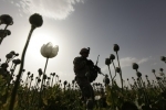opium.jpg