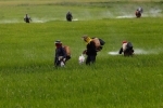 pesticides.jpg