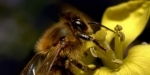 abeilles.jpg