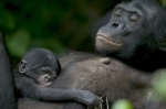 chimpanzés.jpg