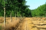 arbres.jpg