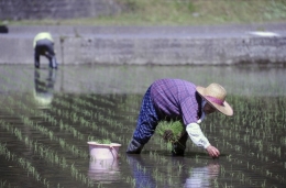 japon.jpg