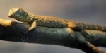 lézard.jpg