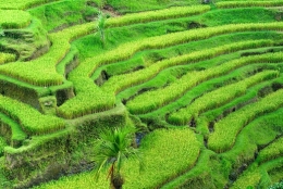 bali.jpg