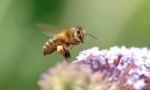 bzz.jpg
