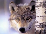 loup.png