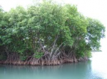 mangrove.png