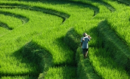 bali.jpg
