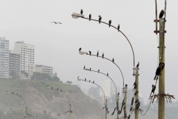 lima.jpg